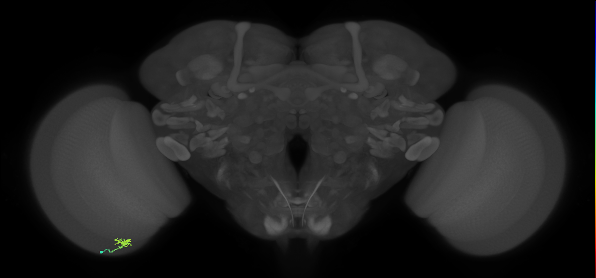 Cm1_L (MaleCNS:159603)