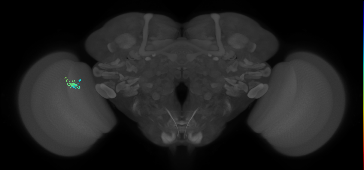 Cm1_L (MaleCNS:201033)