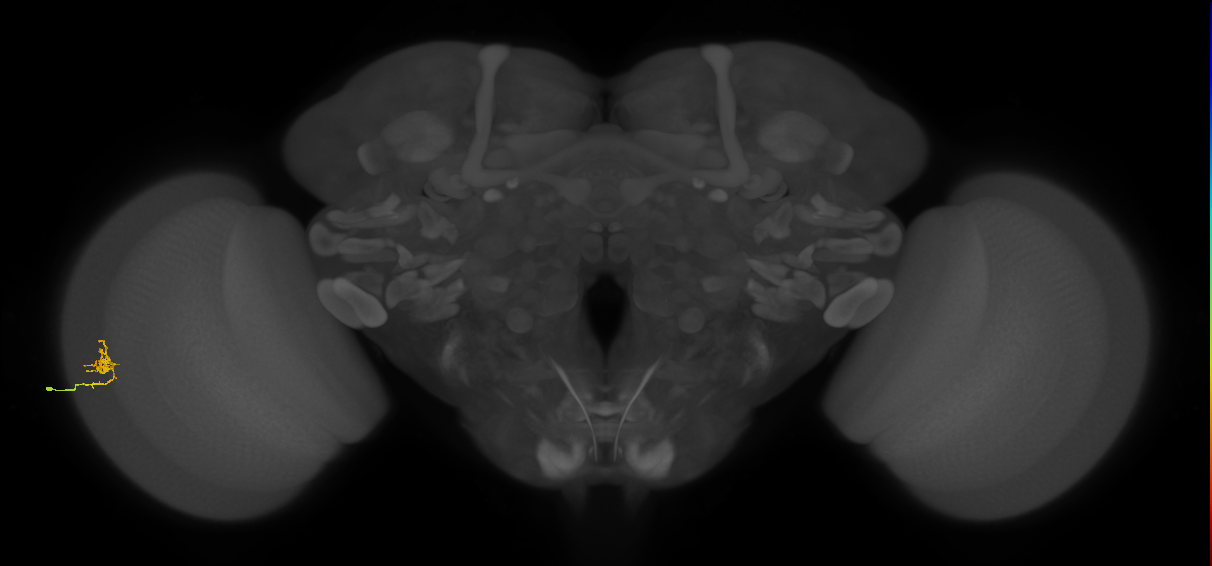 Cm1_L (MaleCNS:141200)