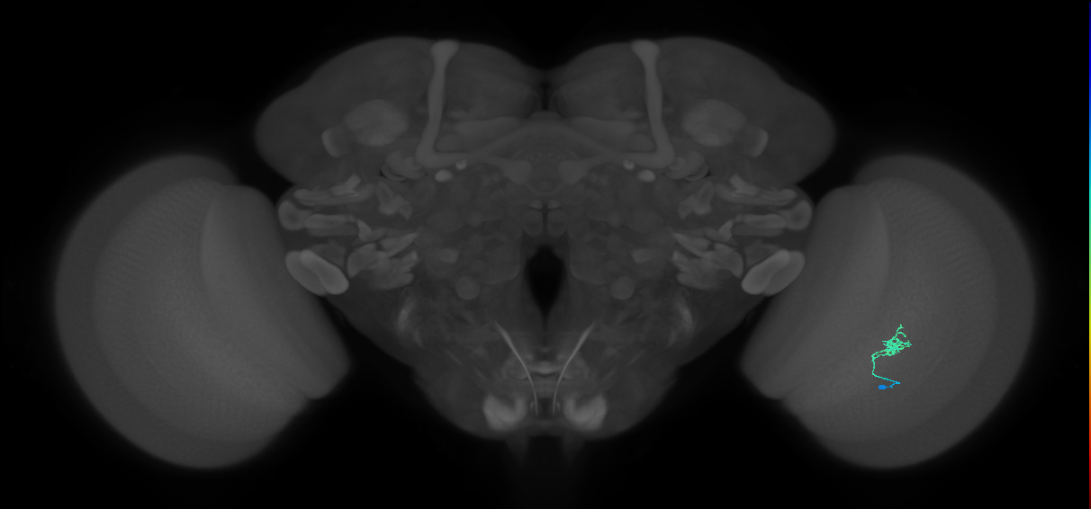 Cm1_R (MaleCNS:136692)