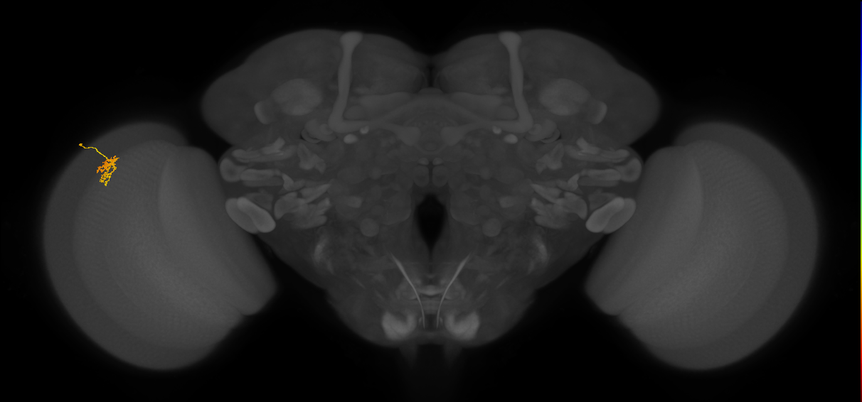 Cm1_L (MaleCNS:184306)