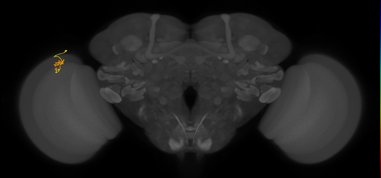 Cm1_L (MaleCNS:551920)