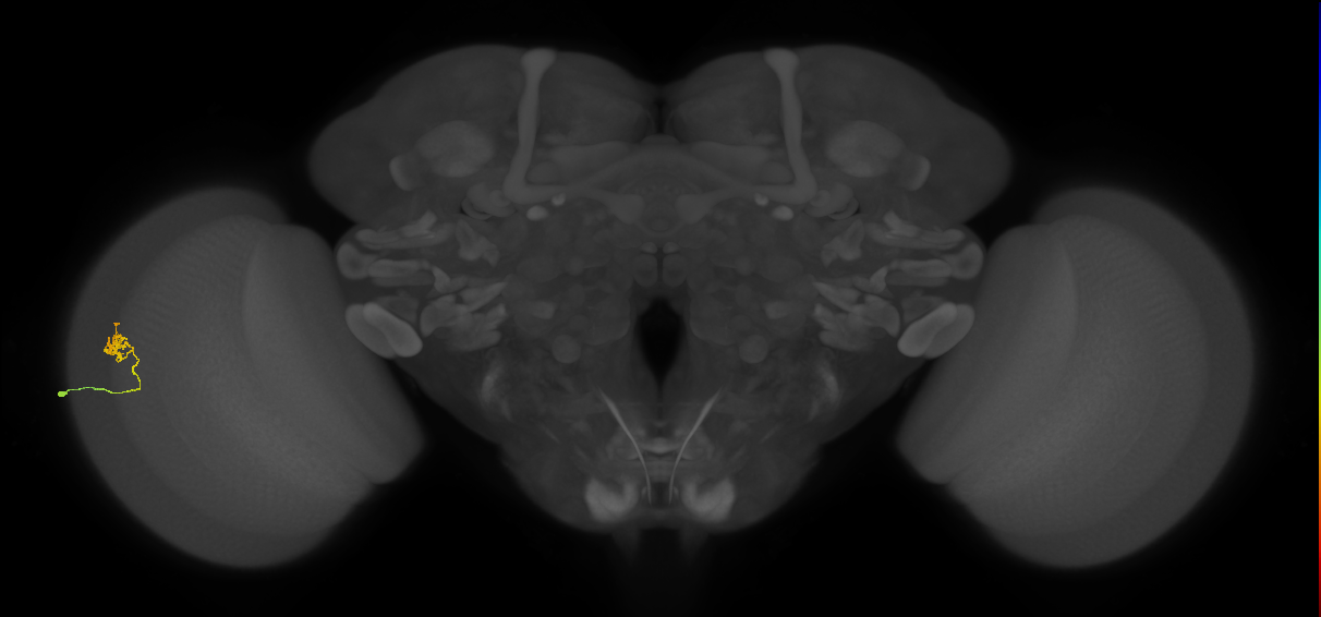 Cm1_L (MaleCNS:564038)