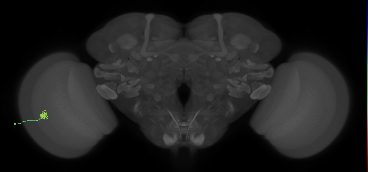 Cm1_L (MaleCNS:199288)