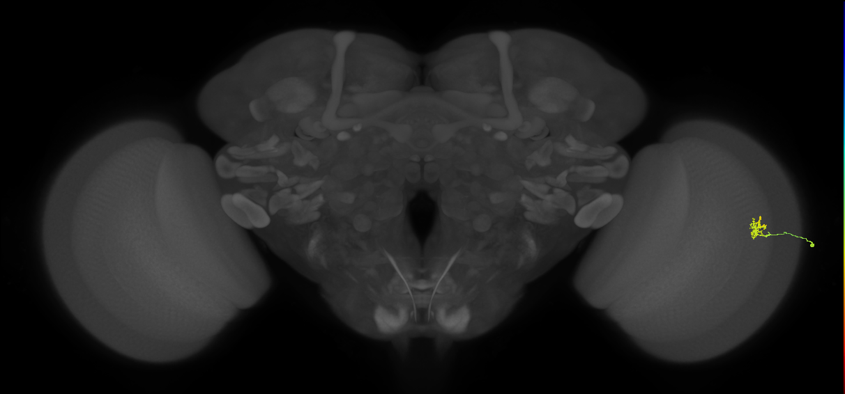 Cm1_R (MaleCNS:197323)