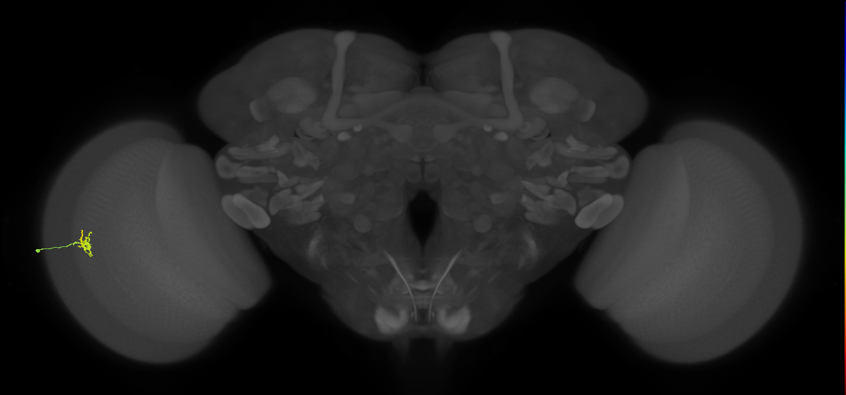 Cm1_L (MaleCNS:203821)