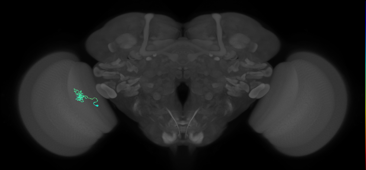 Cm1_L (MaleCNS:569586)
