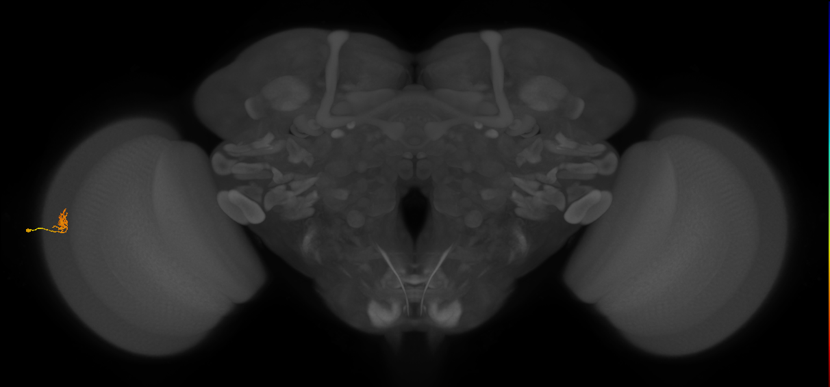 Cm1_L (MaleCNS:545432)