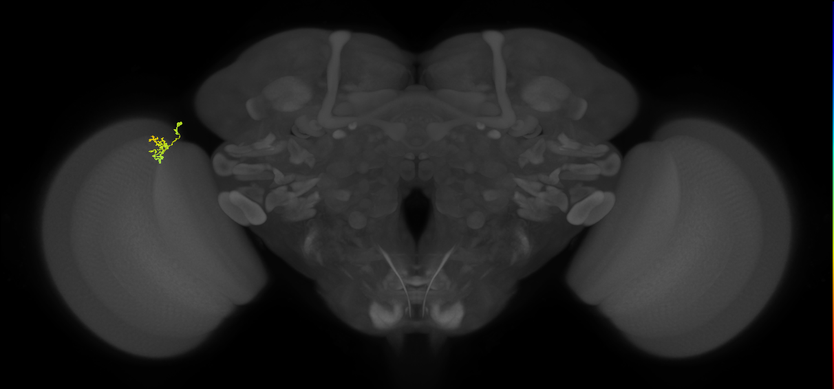 Cm1_L (MaleCNS:213305)