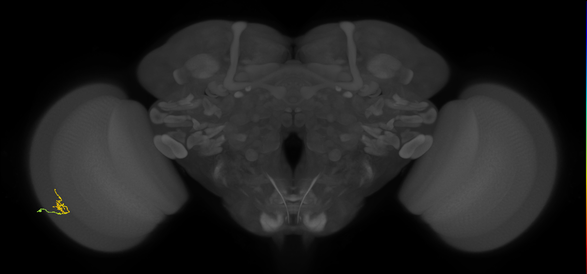 Cm1_L (MaleCNS:190939)