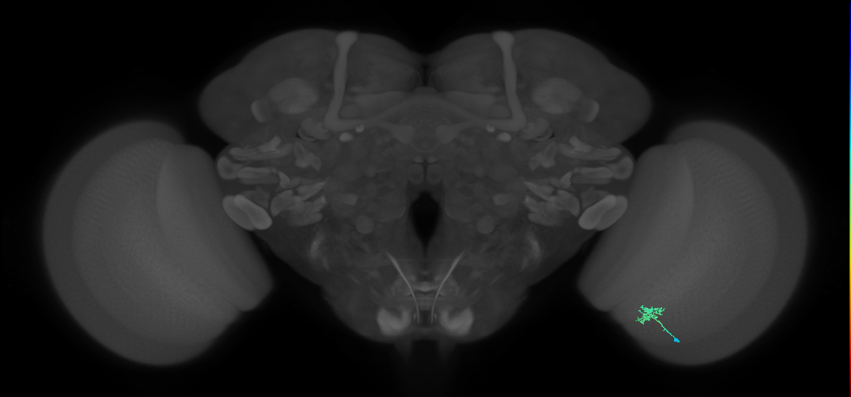Cm1_R (MaleCNS:554668)