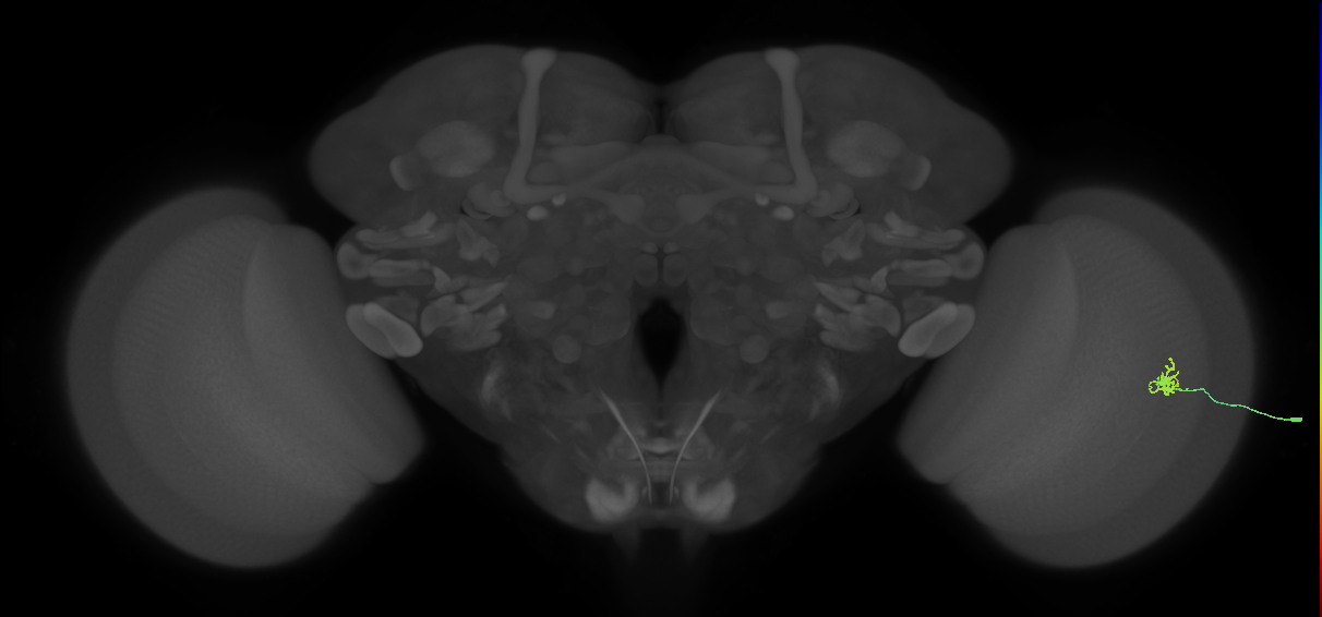 Cm1_R (MaleCNS:136537)