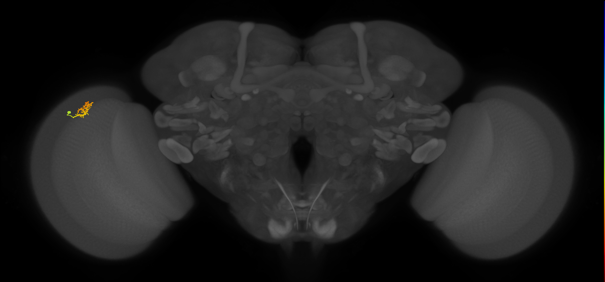 Cm1_L (MaleCNS:137620)
