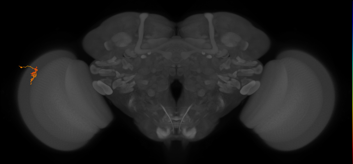 Cm1_L (MaleCNS:119721)