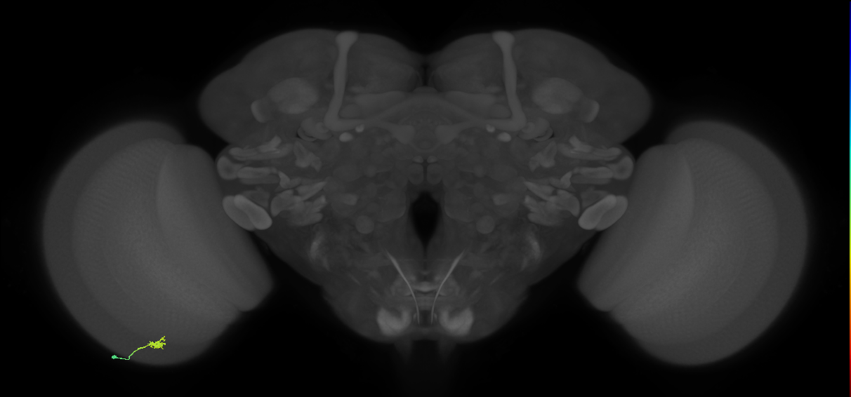Cm1_L (MaleCNS:161281)