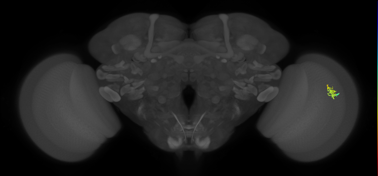 Cm1_R (MaleCNS:575566)