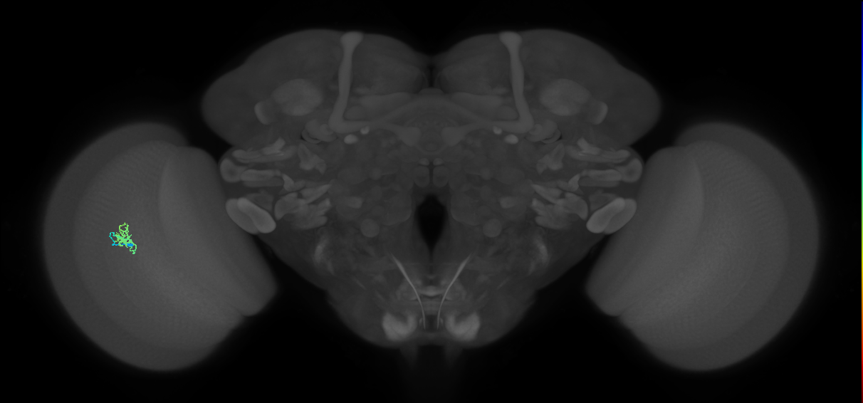 Cm1_L (MaleCNS:194587)