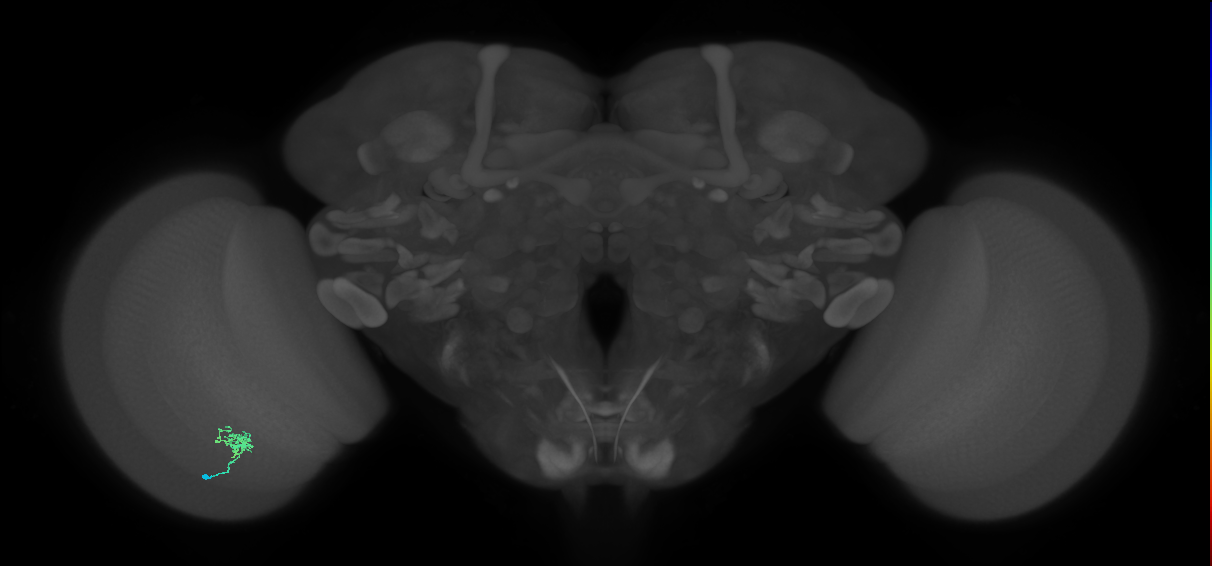 Cm1_L (MaleCNS:139704)