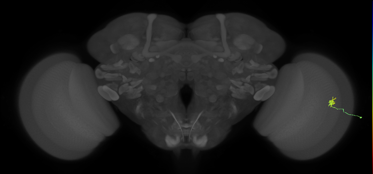 Cm1_R (MaleCNS:143289)