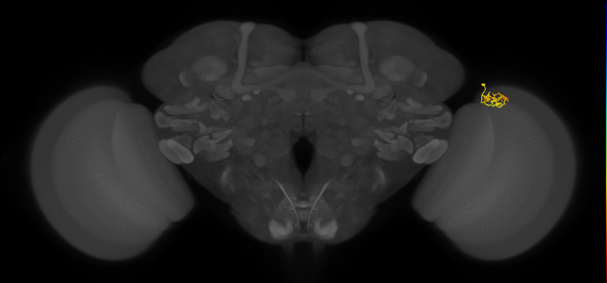 Cm1_R (MaleCNS:138499)