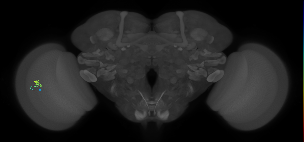 Cm1_L (MaleCNS:514502)