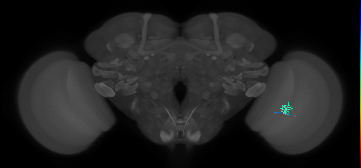 Cm1_R (MaleCNS:145079)