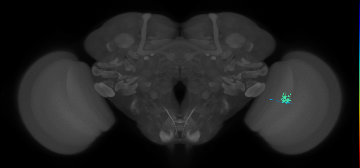 Cm1_R (MaleCNS:149287)