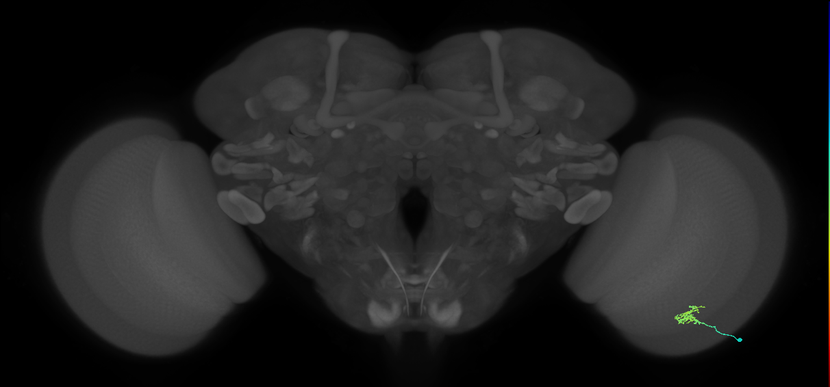 Cm1_R (MaleCNS:140936)