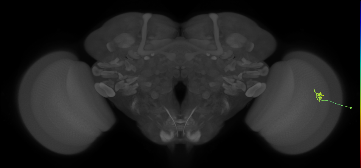 Cm1_R (MaleCNS:191383)