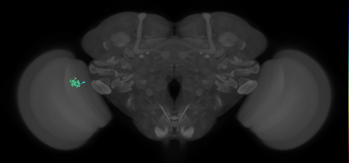 Cm1_L (MaleCNS:183454)