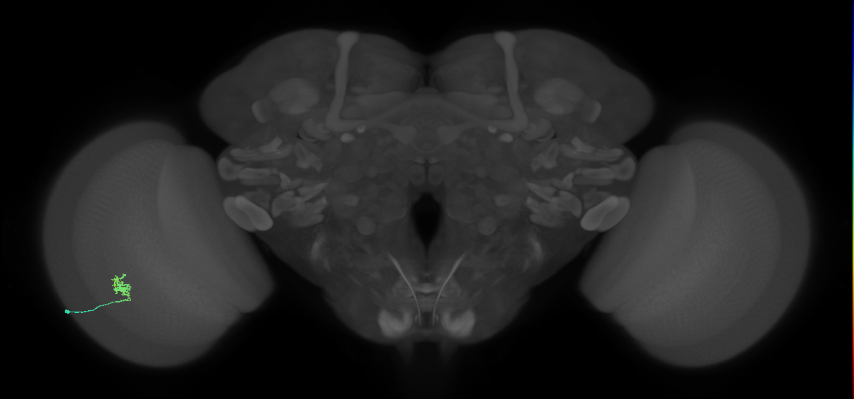 Cm1_L (MaleCNS:185487)