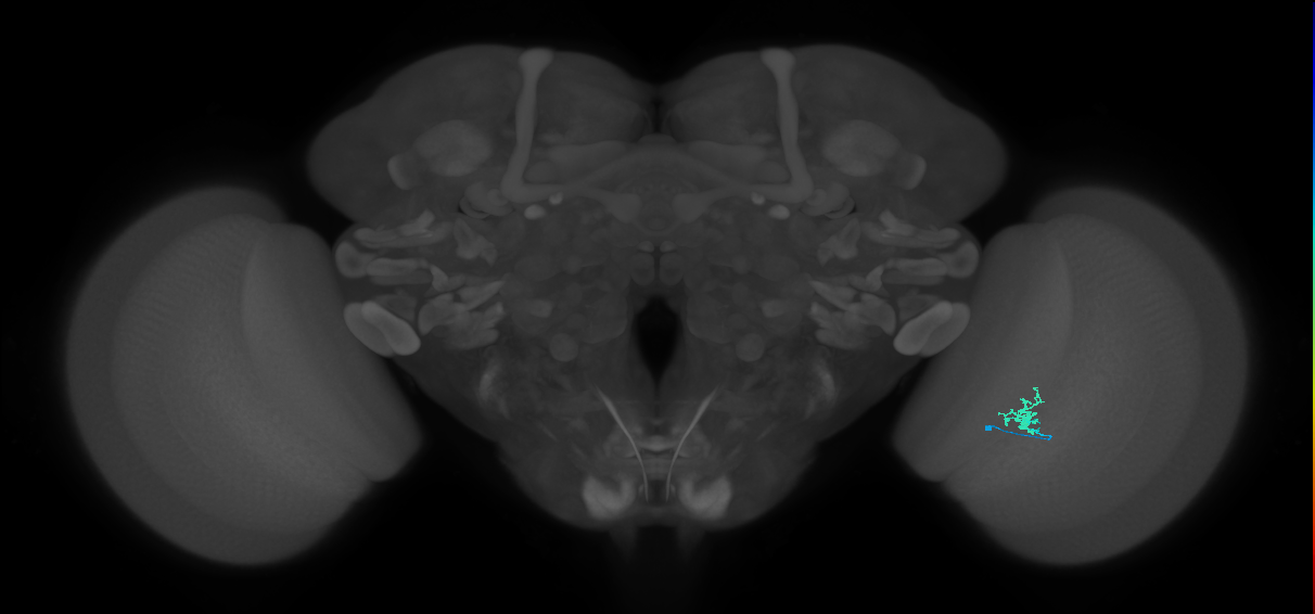 Cm1_R (MaleCNS:151166)