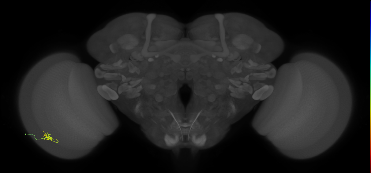 Cm1_L (MaleCNS:546051)