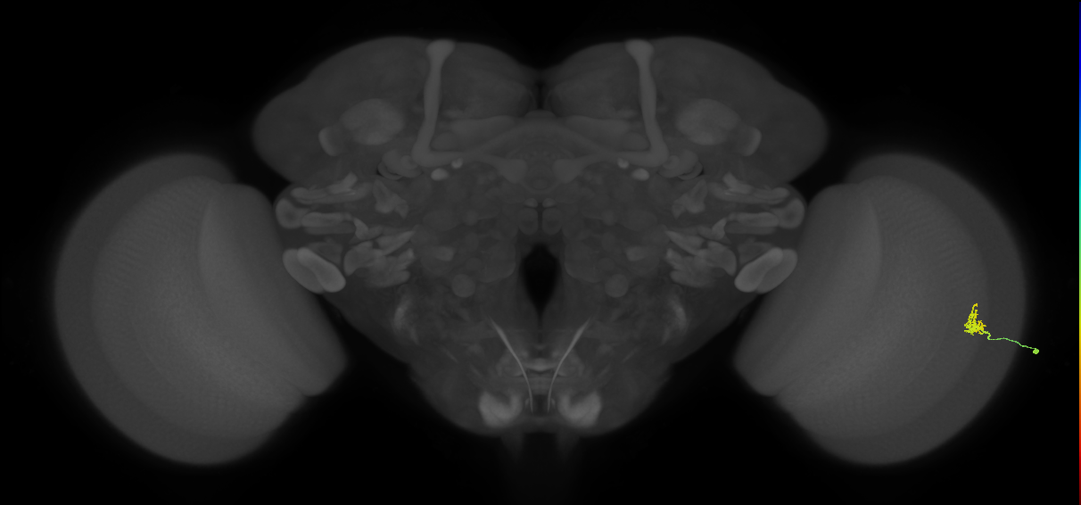 Cm1_R (MaleCNS:138901)