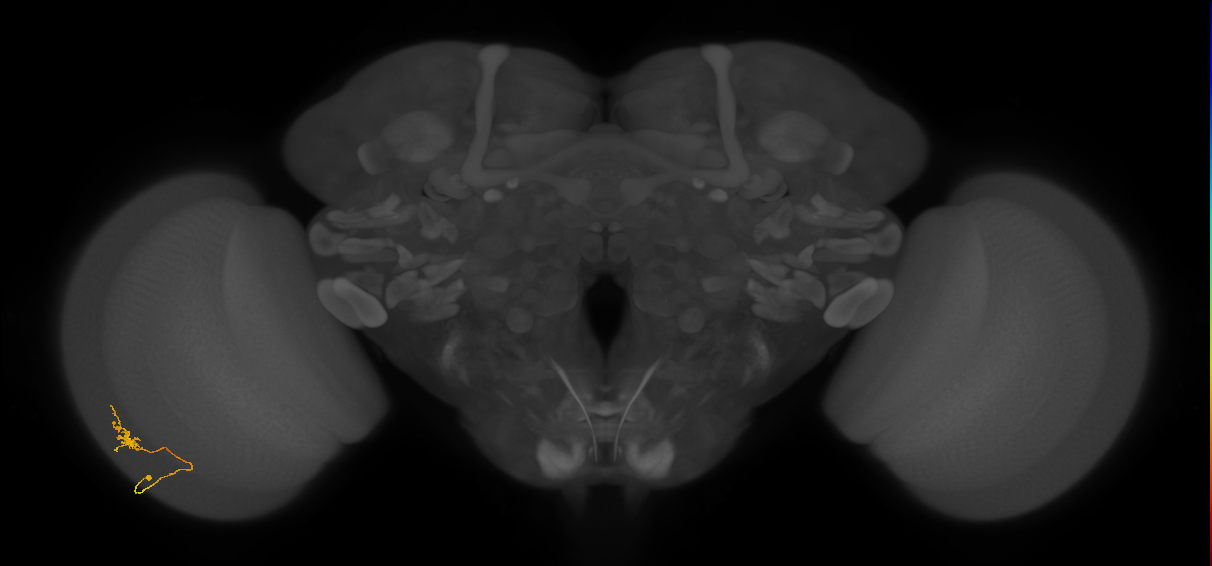 Cm1_L (MaleCNS:532856)
