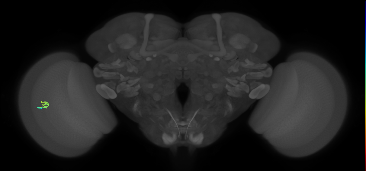 Cm1_L (MaleCNS:312263)