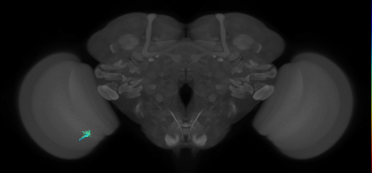 Cm1_L (MaleCNS:167909)