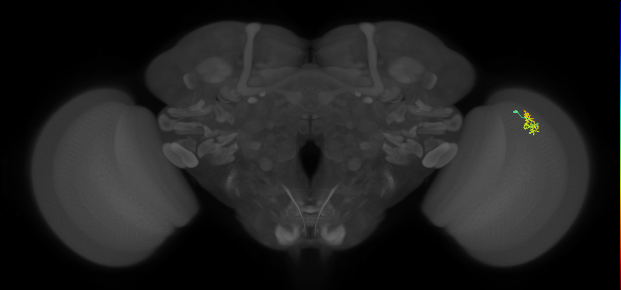 Cm1_R (MaleCNS:128918)