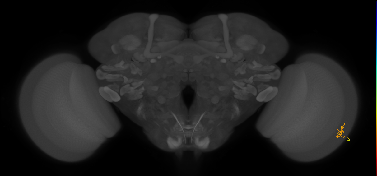 Cm1_R (MaleCNS:132687)