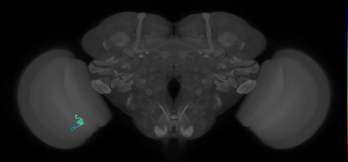 Cm1_L (MaleCNS:159474)