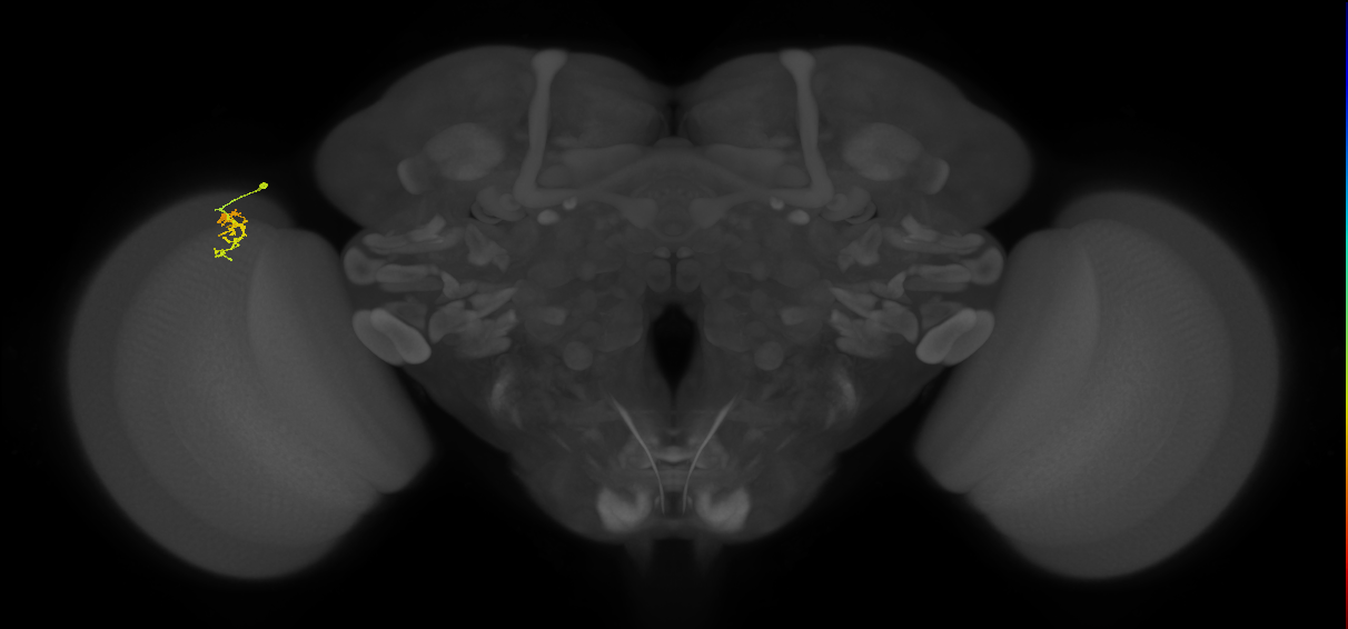Cm1_L (MaleCNS:133919)