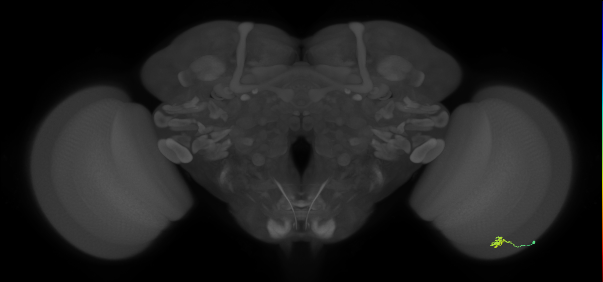 Cm1_R (MaleCNS:146442)