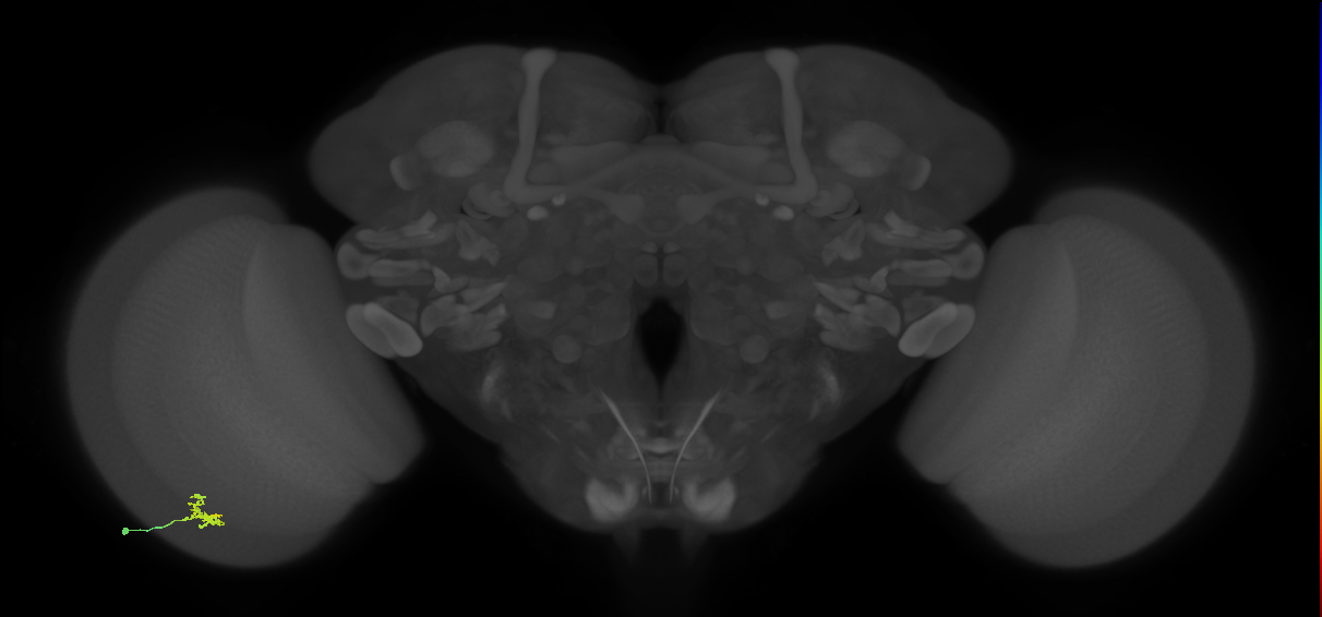 Cm1_L (MaleCNS:141810)