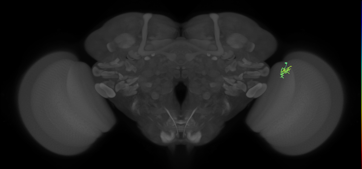 Cm1_R (MaleCNS:145992)