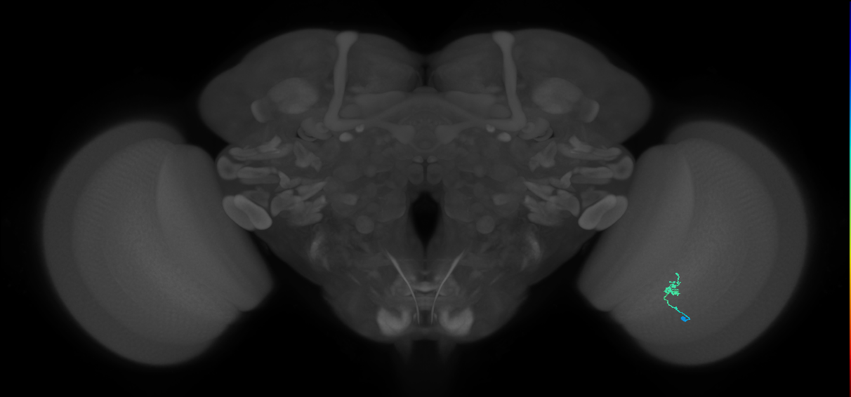 Cm1_R (MaleCNS:159595)
