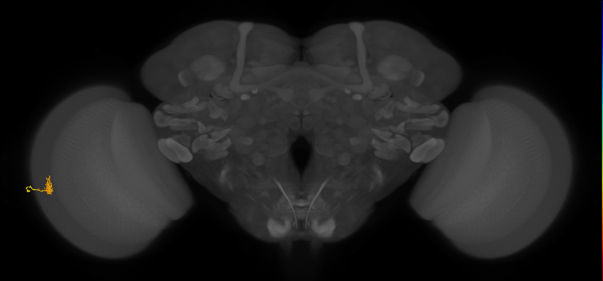 Cm1_L (MaleCNS:532875)