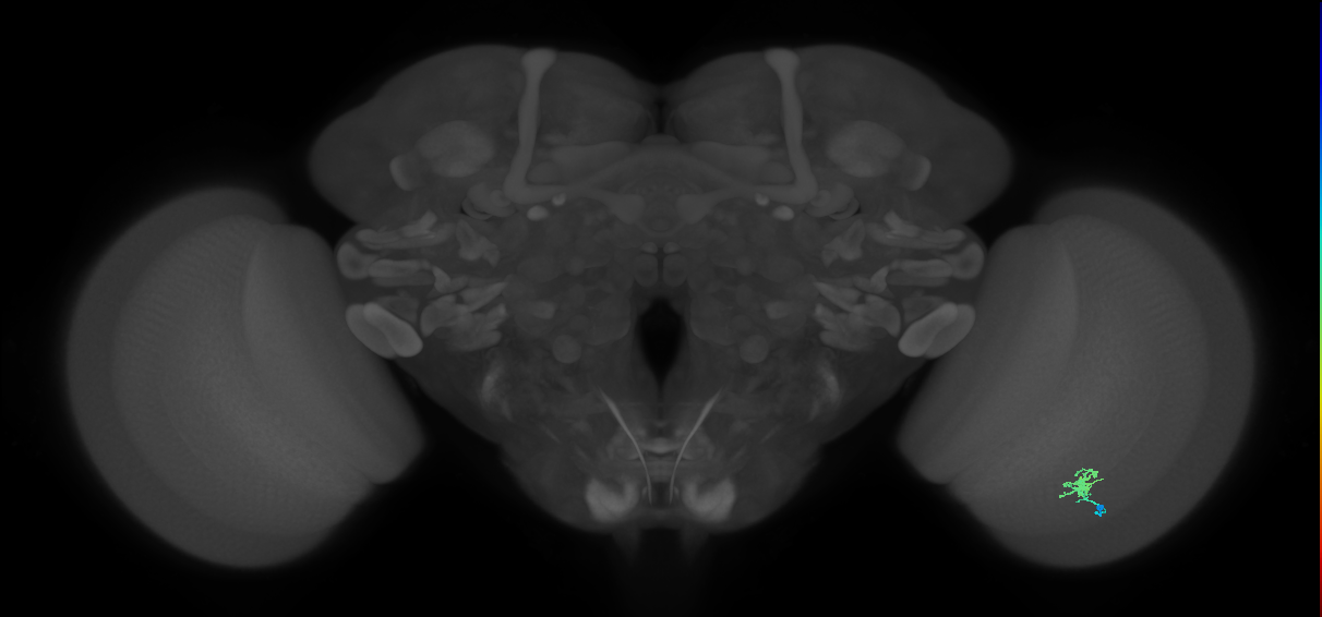 Cm1_R (MaleCNS:138847)