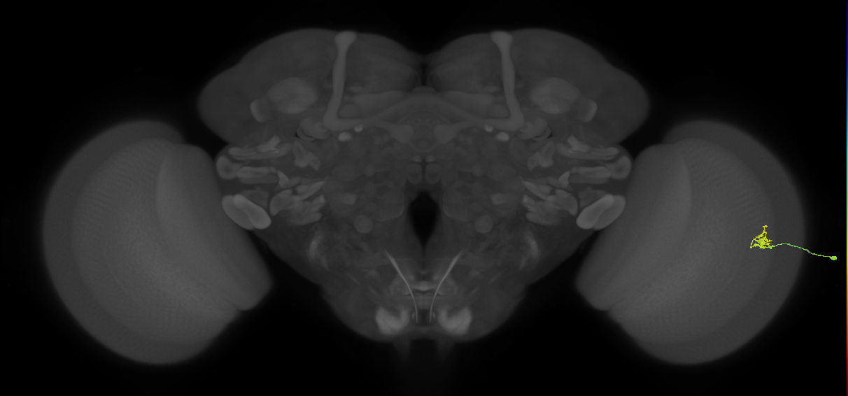 Cm1_R (MaleCNS:187358)