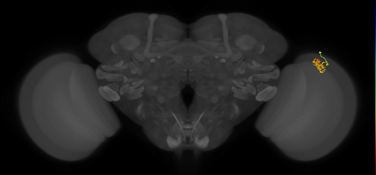 Cm1_R (MaleCNS:160894)