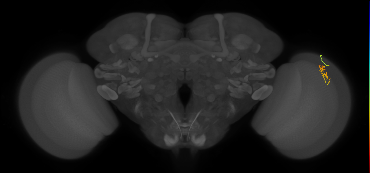 Cm1_R (MaleCNS:116370)